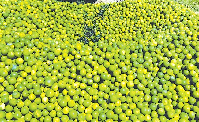 Mosambi fruits have a good demand in northern states - Sakshi