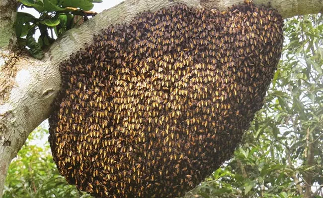 Bees Attacked On Elderly Couple In Anakapalle District - Sakshi