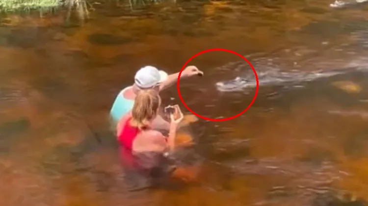 Viral Video US Man Hand-Feeds An Alligator 