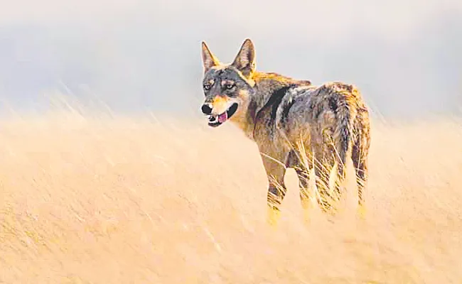 Two wolf families in the sanctuary - Sakshi