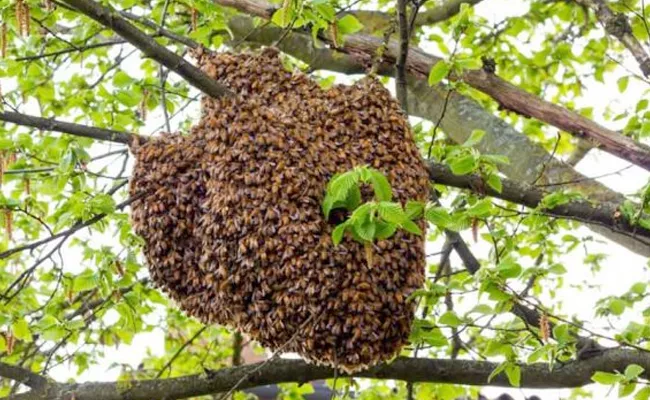 Warangal Man Succumbed To Death Killer Bees Attack Tanzania - Sakshi