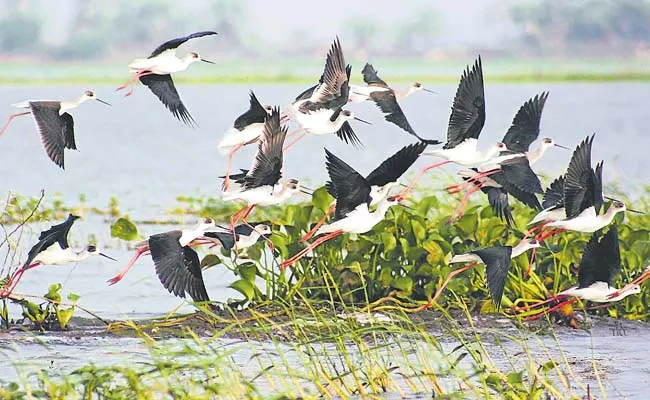 Forest bird census concluded in the sanctuary - Sakshi