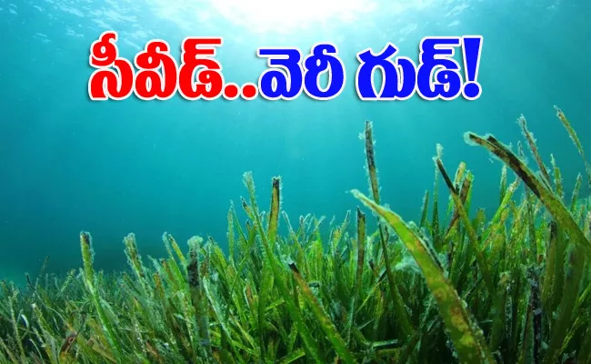 Seaweed pilot project successful - Sakshi