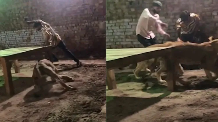 Viral Video Two Angry Lions Jump On Young Man 