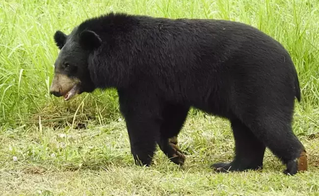 China: Family Mistakes Bear For A Dog, Raises It As Their Pet For Two Years - Sakshi