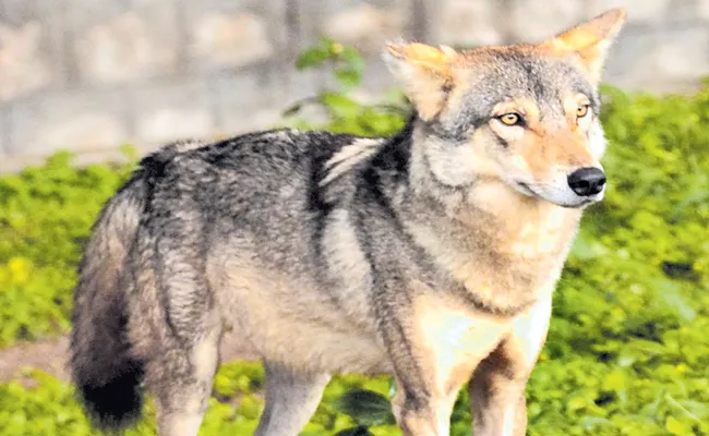 Wolves trail in Nallamala after a decade - Sakshi