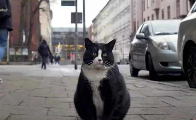 Poland Best Tourist Attraction Is Fat Black And White Cat - Sakshi