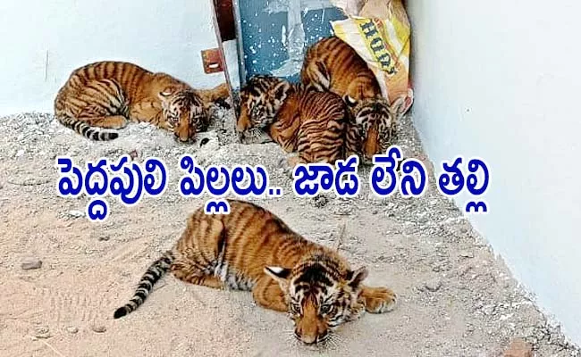 Ongoing Excitement On Tiger Cubs In Nandyal District - Sakshi