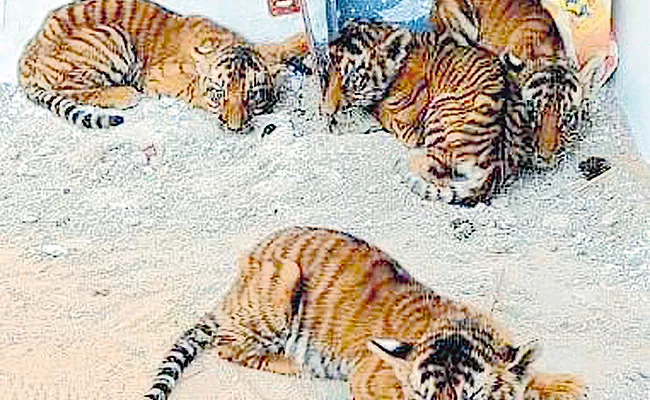 Tiger Cubs In Godown On Village Outskirts At Nandyala - Sakshi