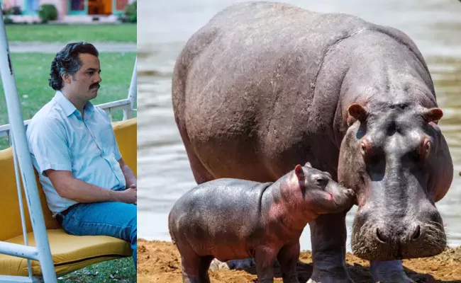 To Send India Colombia To Get Rid Of Pablo Escobar Hippos - Sakshi