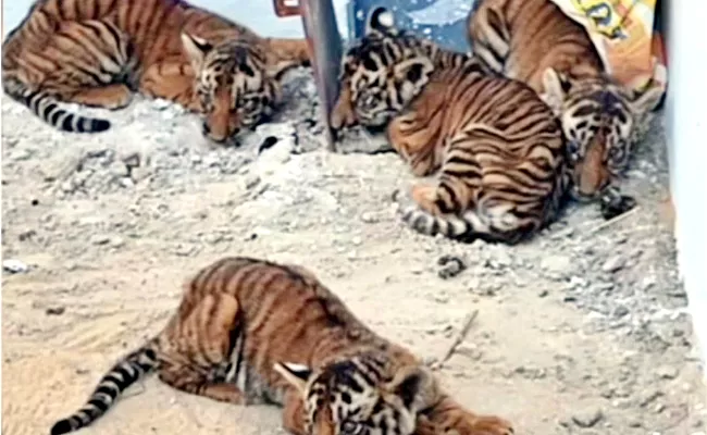 AP Operation Mother Tiger: Forest Officials Key Announcement - Sakshi