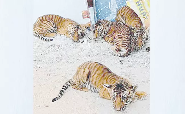 Tiger cubs scramble for mother - Sakshi