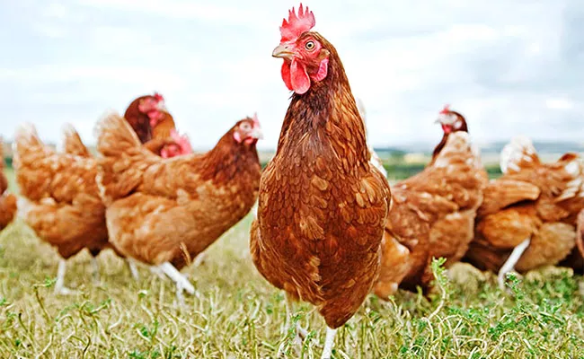 Chinese Man Jailed For 6 Months For Scaring 1100 Chickens To Death - Sakshi