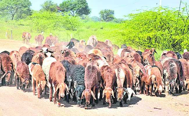 Waiting for funds for the second tranche of subsidy sheep distribution scheme - Sakshi