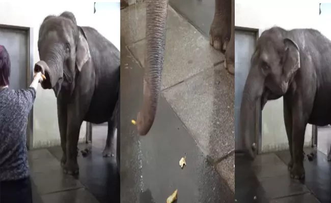 Asian Elephant Eats Banana After Peels It Like Human Viral Video - Sakshi