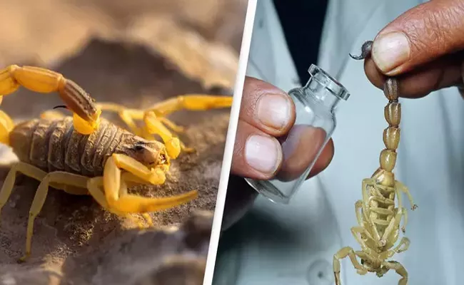 Scorpion venom is the costliest liquid in the world Shocking price - Sakshi