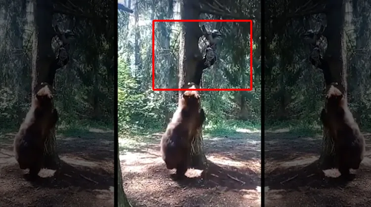 Viral Video Grizzly Bear Try To Attack On Men 