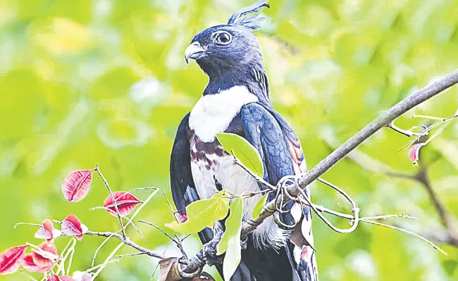 Latest report on State of Indian Birds - Sakshi