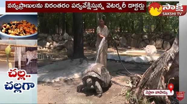 Nehru Zoological Park Protect Animals From Summer Heat