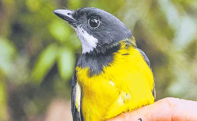 Strange birds hide poison in their feathers - Sakshi