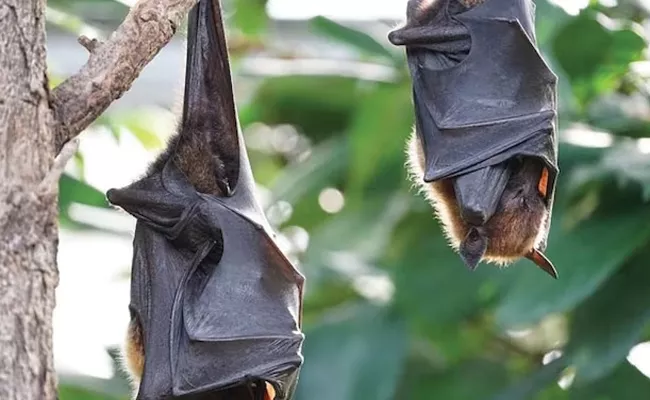 Odisha Bats Die Of Heat Stroke Villagers Water Spray For Remaining - Sakshi