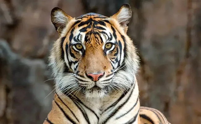 Protecting The Forest Requires Conservation Of Tigers - Sakshi