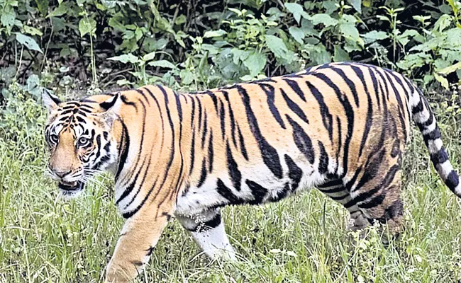 163 People Killed By Tigers In Past Two Years - Sakshi