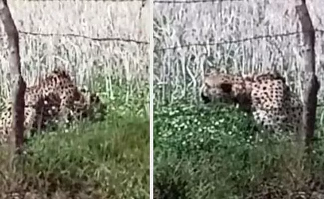 Namibia Cheetah Sneaks Out Of Kuno National Park Strays Into Village - Sakshi