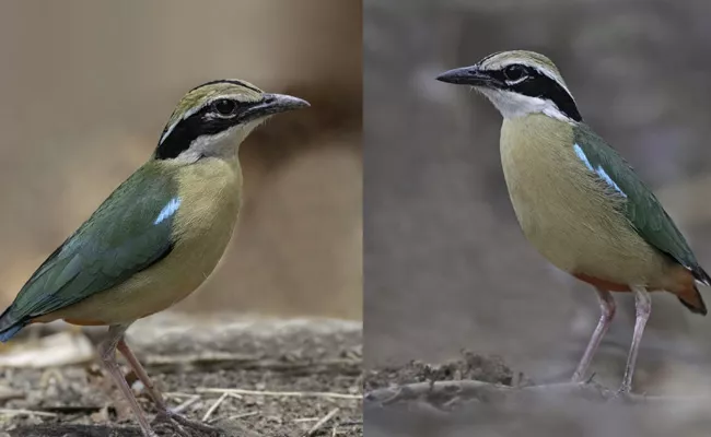 Birds have their own unique ways to cool themselves  - Sakshi