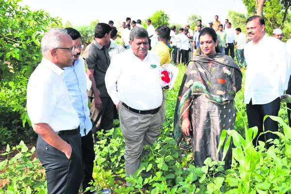 అలసంద పంటను పరిశీలిస్తున్న స్పెషల్‌  చీఫ్‌ సెక్రటరీ రాజశేఖర్‌, కలెక్టర్‌ గౌతమి   - Sakshi