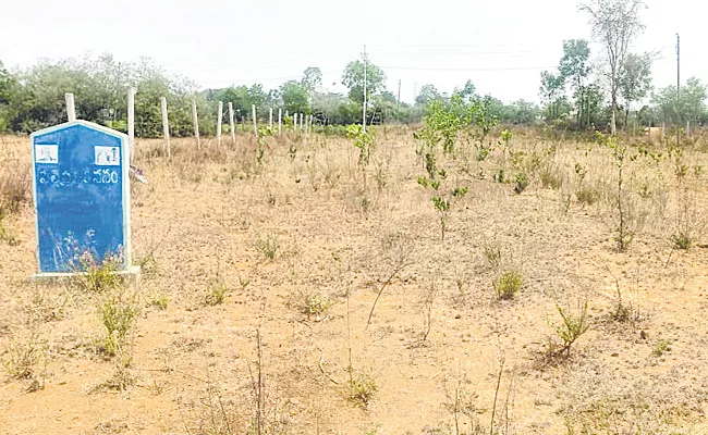 Flowers and fruit plants are drying up due to lack of water and intense summer - Sakshi