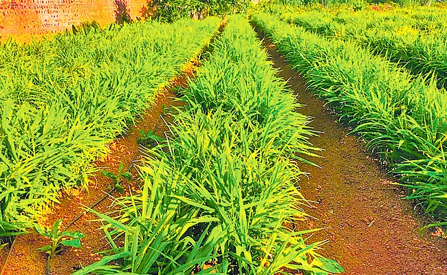 Sangareddy Ginger Farmers Happy As Price Increased Five Times - Sakshi