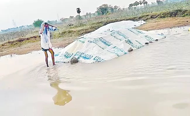 Crop damage due to unseasonal rains - Sakshi