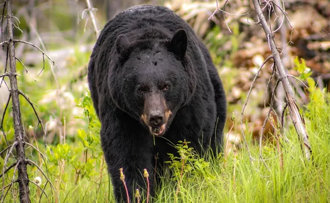 Canadian woman watches a bear in her car drinking her sodas - Sakshi