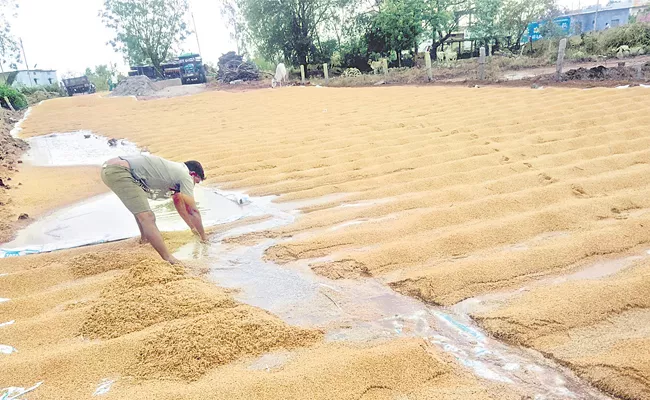 Crop Harvested By Untimely Rain In Telangana - Sakshi