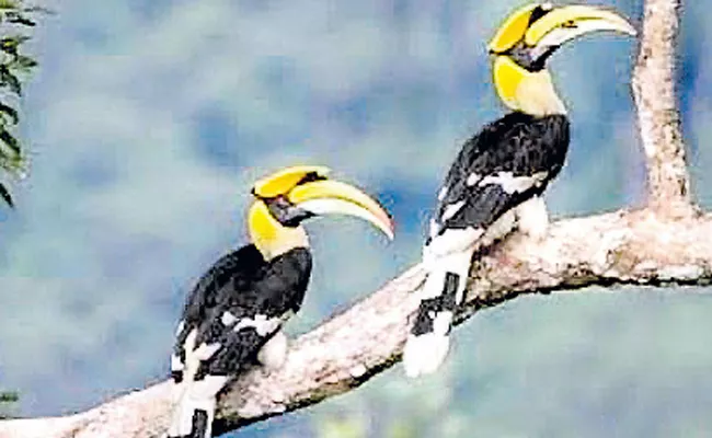 Indian Hornbill Birds Are Love Birds - Sakshi