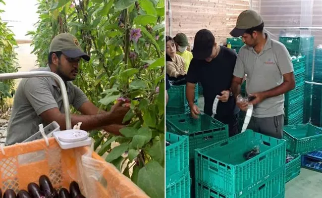 Infosys techie quits his job to become brinjal farmer in japan - Sakshi