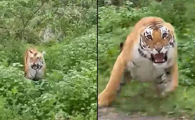 Angry Tiger Charges Towards Tourists In Jim Corbett National Park - Sakshi