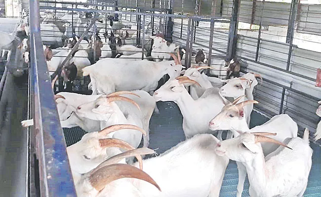 American and South African goats in Palamuru - Sakshi