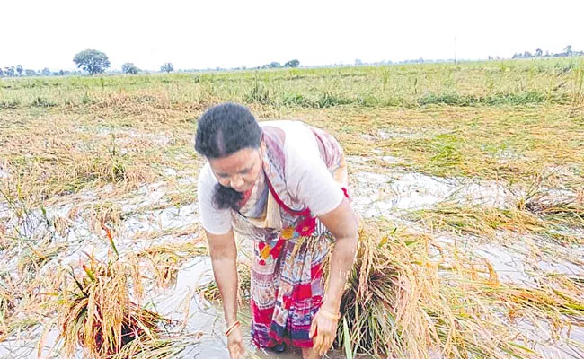 Agriculture Department preliminary assessment of damage caused by untimely rains - Sakshi