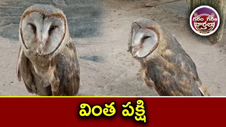 Rare Bird In Yarragondapalem Venugopala Swamy Temple 