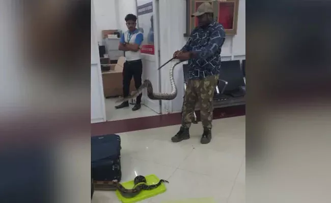 Viral Video: Snakes Slither Out Of Womans Luggage At Chennai Airport - Sakshi