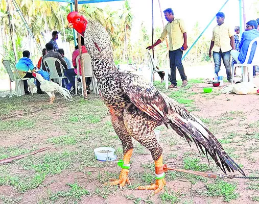 జాతీయ స్థాయిలో 3వ స్థానంలో నిలిచిన చిలక ముక్కు కోడిపుంజు - Sakshi