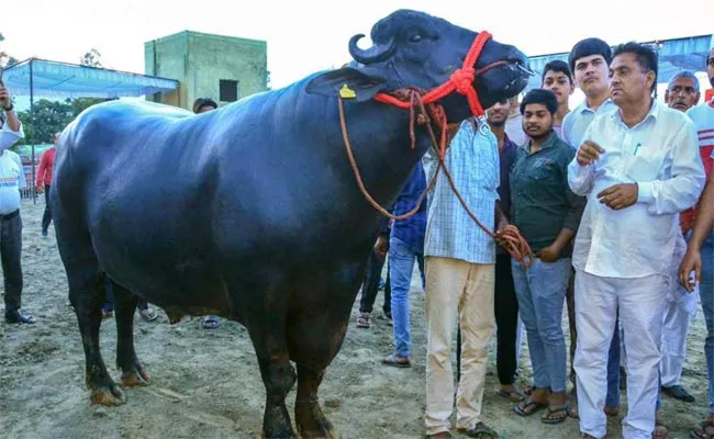 Buffalo Unique Identity, Price Is 10 Crores See In Muzaffarnagar Market Uttar Pradesh - Sakshi