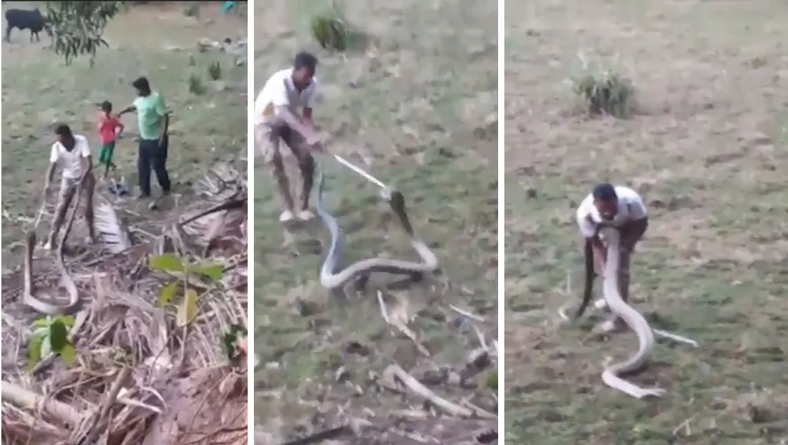 Viral Video Huge King Cobra In Goa