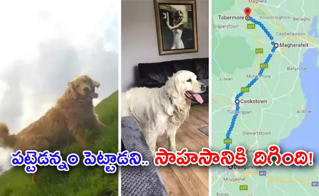 Meet Cooper Who Met Old Owner 64 KM Journey - Sakshi