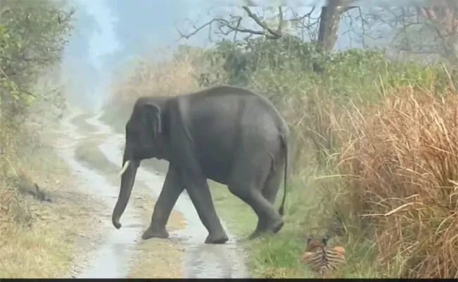 Tiger Making Way For Herd Of Elephants Goes Viral - Sakshi