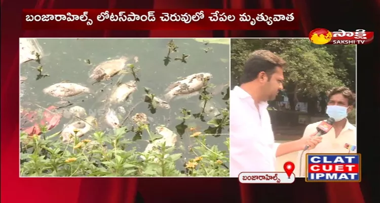 Fishes Died In Lotus Pond Lake In Banjara Hills