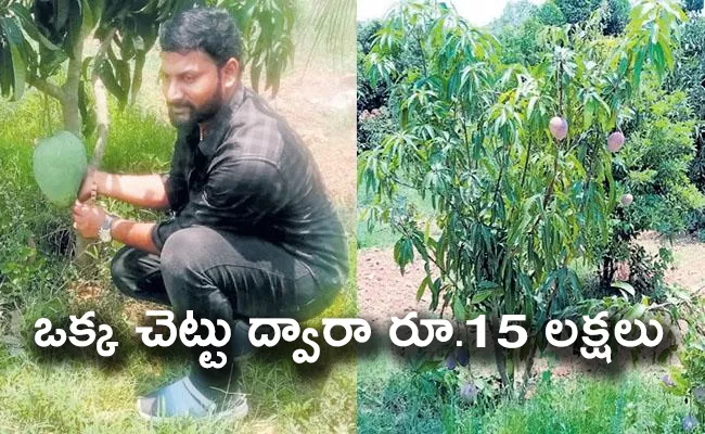 Rare Miyazaki variety of mango in chebrolu - Sakshi