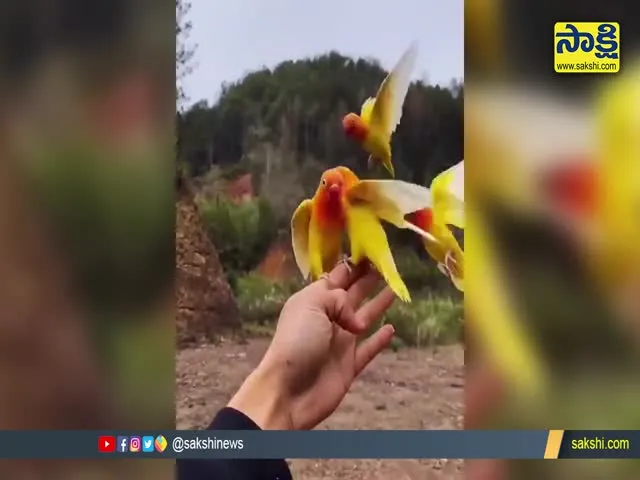 Birds Falling Funny Video Goes Viral